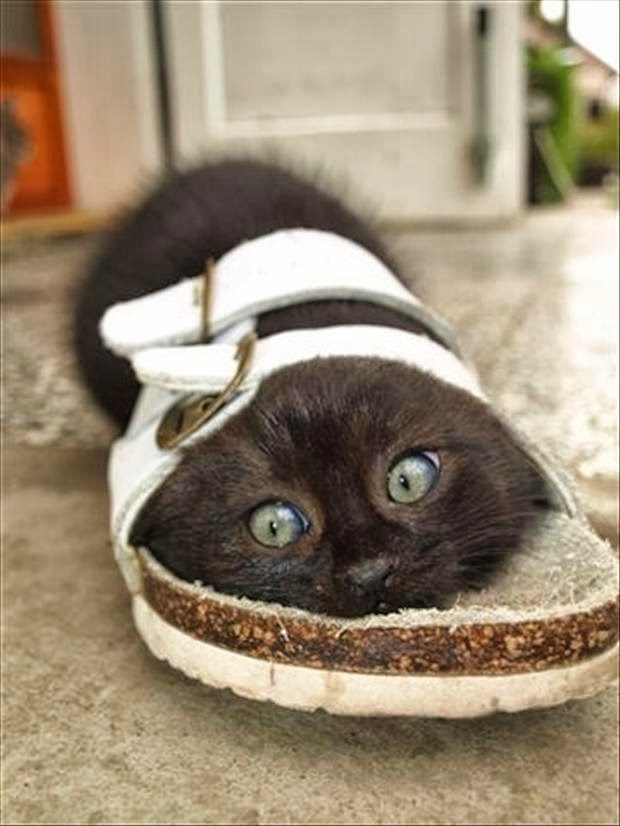 cat_in_sandals